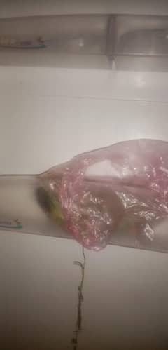 pel freezer