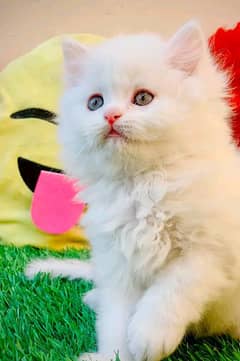 Persian