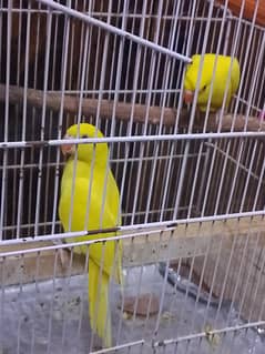 yellow ringneck pair