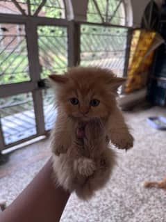 Persian kittens tripple coat