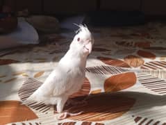 cocktail albino red eye