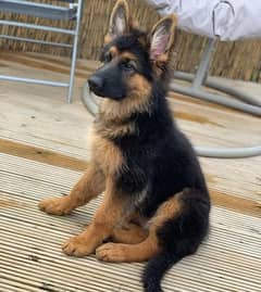 German