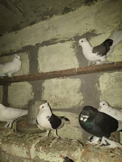 سراجی کبوتر