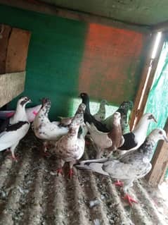 pigeons