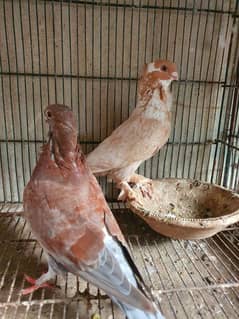 oriental pair