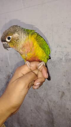 green chick parrot handtom