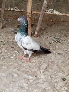 Kabli Kabotar/Pigeon