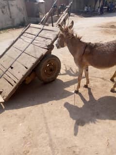 gadha