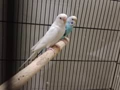 budgie ka Laga hoa pair hai