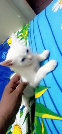 Persian