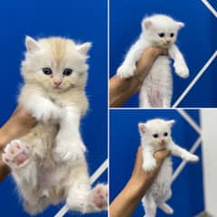 2 male & 1 female kittens available for booking 1 month age