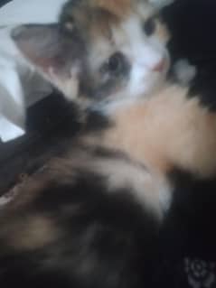 Persian