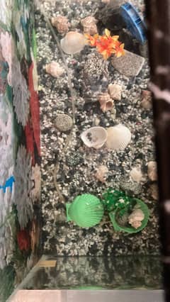 Fish aquarium for sale