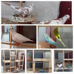 Khumre Brown Pied and White Red Eyes Male Budgie and Cage