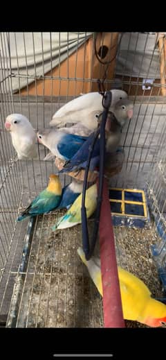 PARBLUE,ALBINO,LUTINO,CHEERY,BLUE