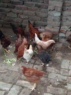گولڈن مصری مرغیاں