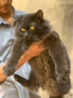 Persian black male triple coat
