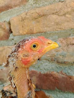 aseel chicks for sale