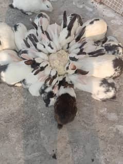 Rabbits