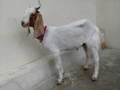 bakra for sale