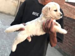 Golden retriever male pup available