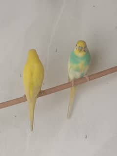 Budgies