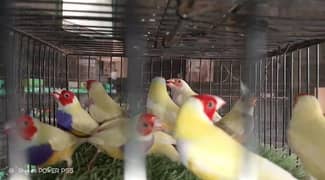 lutino Goldien Finch