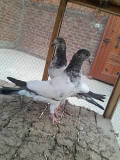 full granti waly