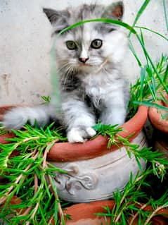 Himalayan