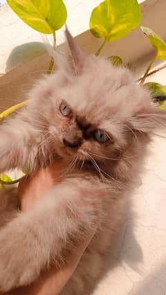 Ragdoll
