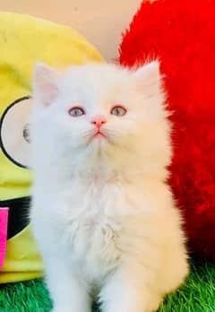 Persian cat My WhatsApp number 03290364327 for sale