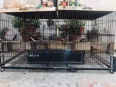 cage for parrots or hens