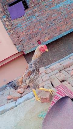 German O Shamo Patha For Sale