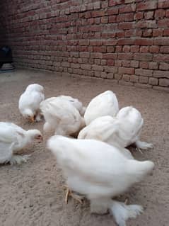 white heavy buff 14 Chicks