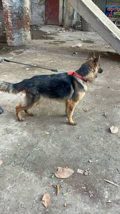 Triple coat German shepherd