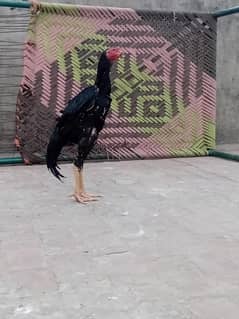 shamo