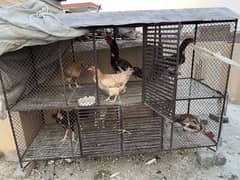 Strong Iron Cage Condition 10by 10 height 4 foot height 6 feet long