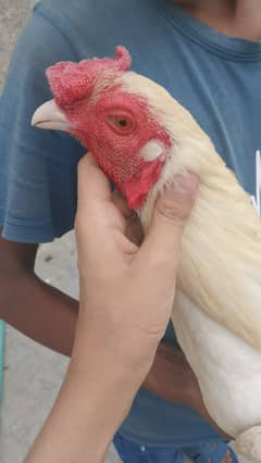 Healthy home breed