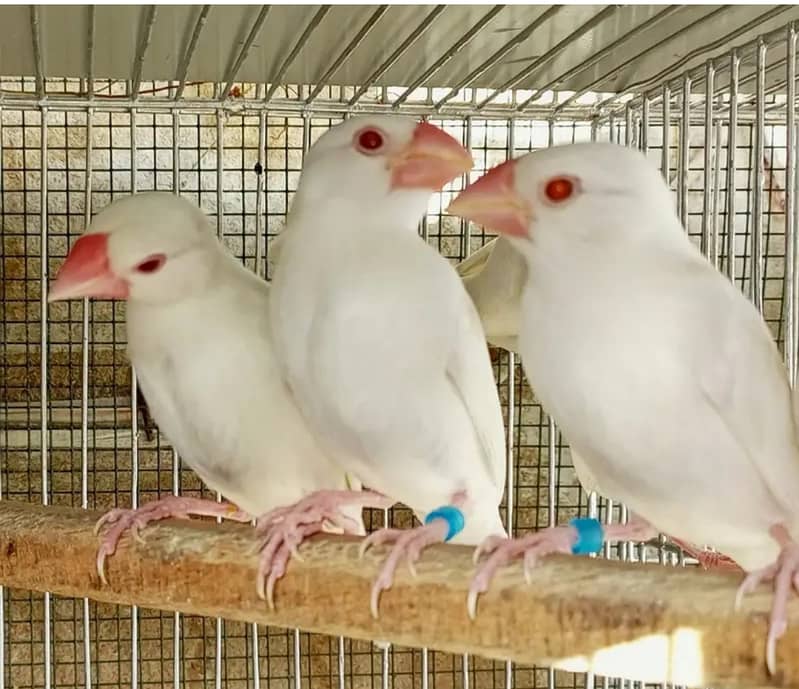 Fawn Java Albino java 1
