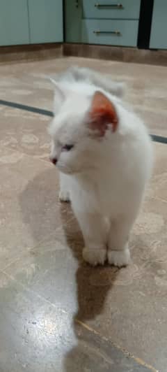 Persian breed kitten 3 months