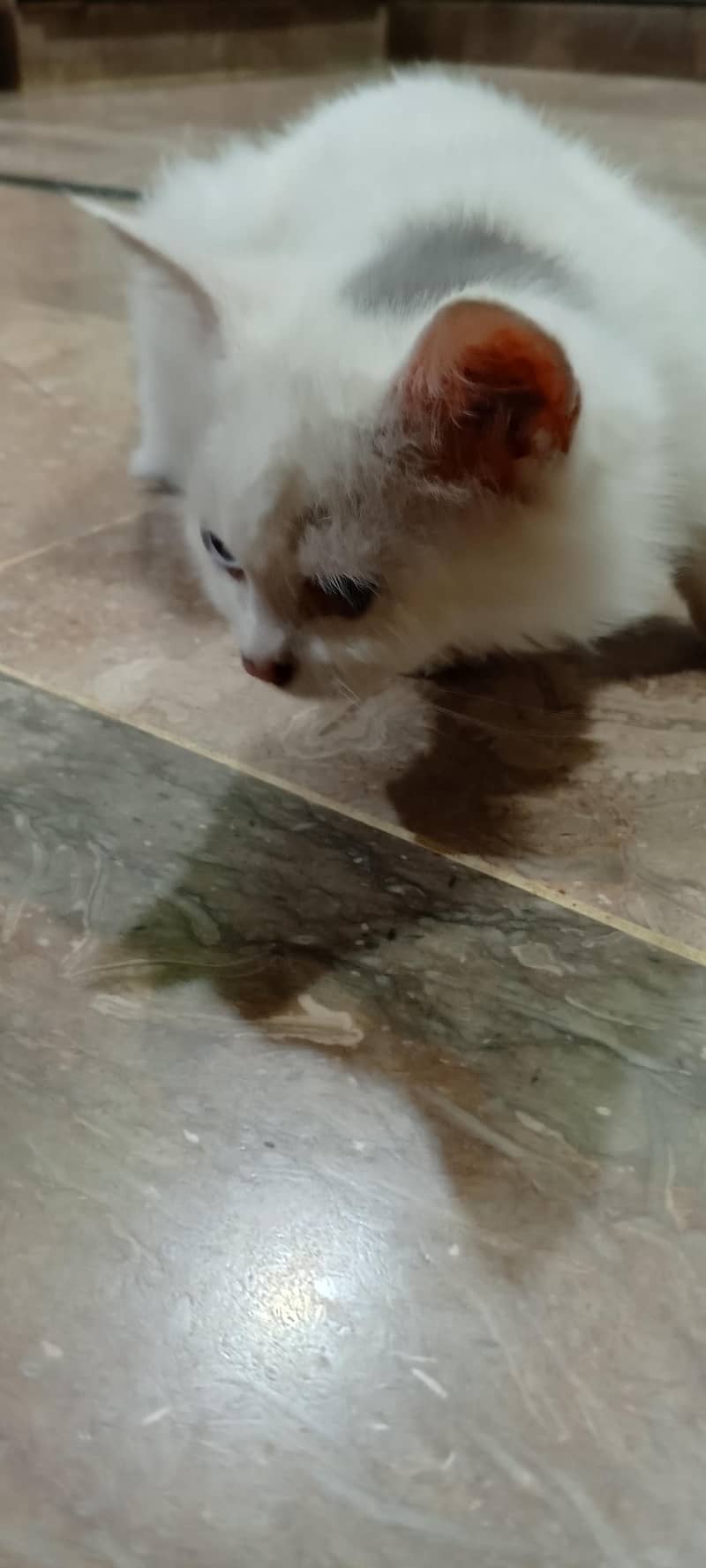 Persian breed kitten 3 months 1