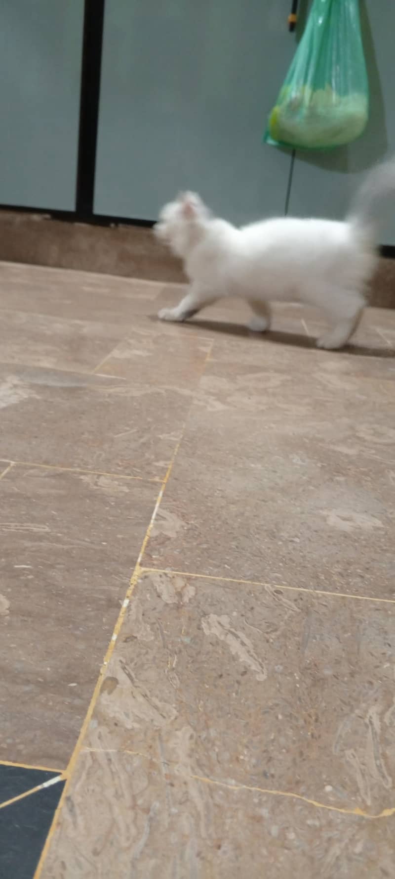 Persian breed kitten 3 months 4