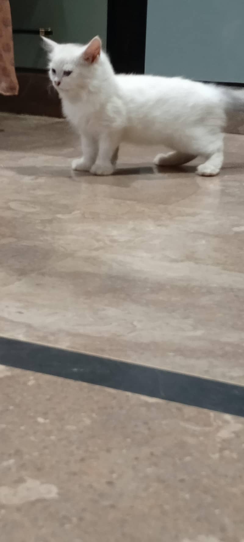 Persian breed kitten 3 months 5