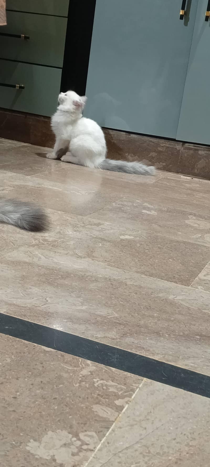 Persian breed kitten 3 months 6