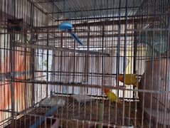 lutino ,Albino birds