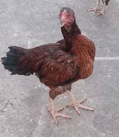 2x aseel hen for sale