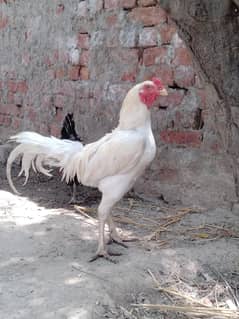 Aseel