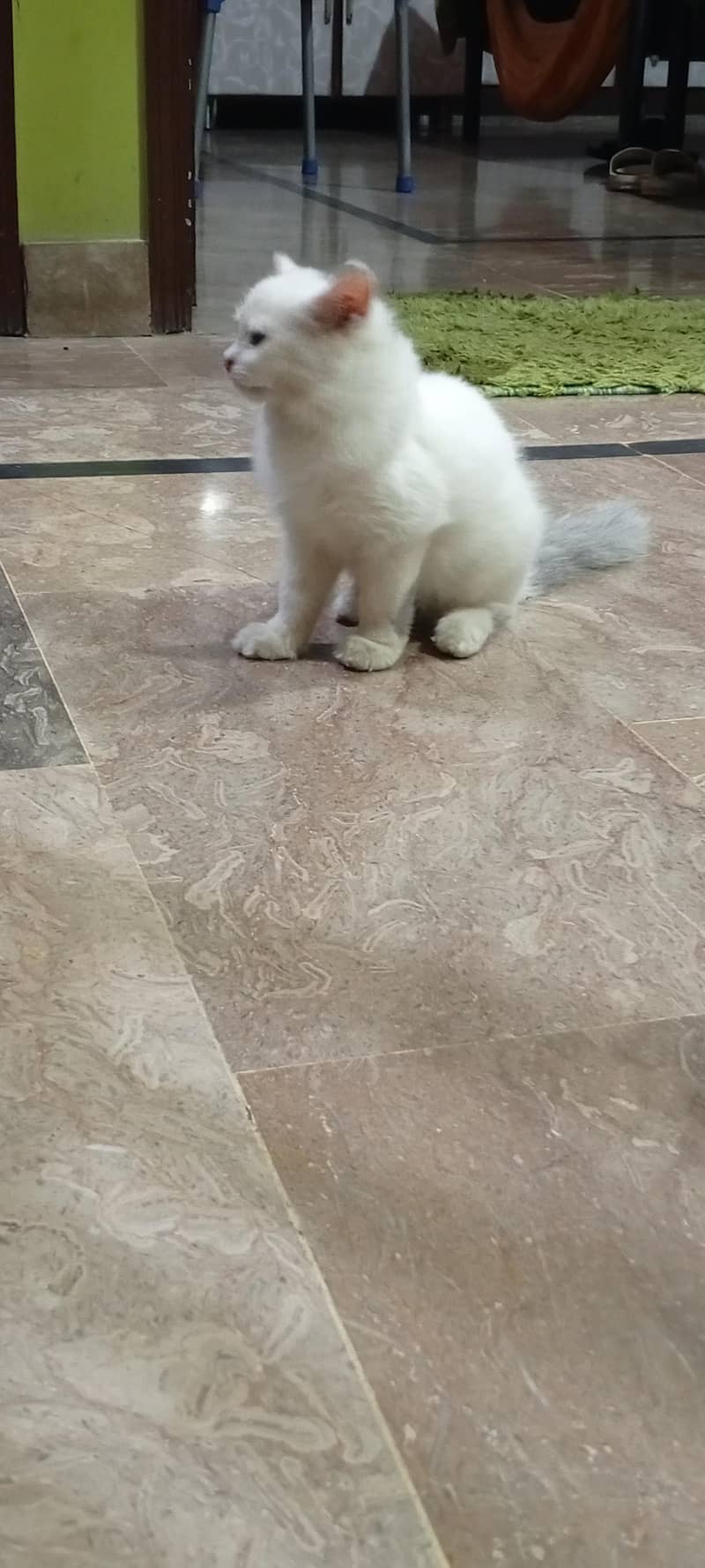 Persian breed kitten 3 months 7
