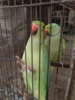 Talking