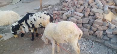 3 Goats For Sale Age 7 month